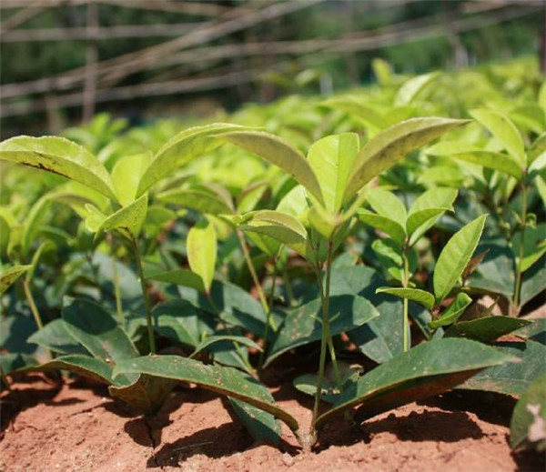 湖南金球桂苗出售,广西金球桂树苗