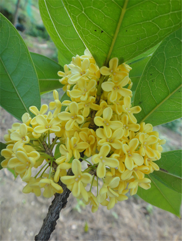 广西金球桂小苗出售,广西金球桂树苗