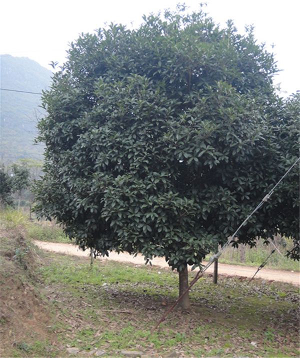 广西金球桂小苗出售,广西金球桂树苗