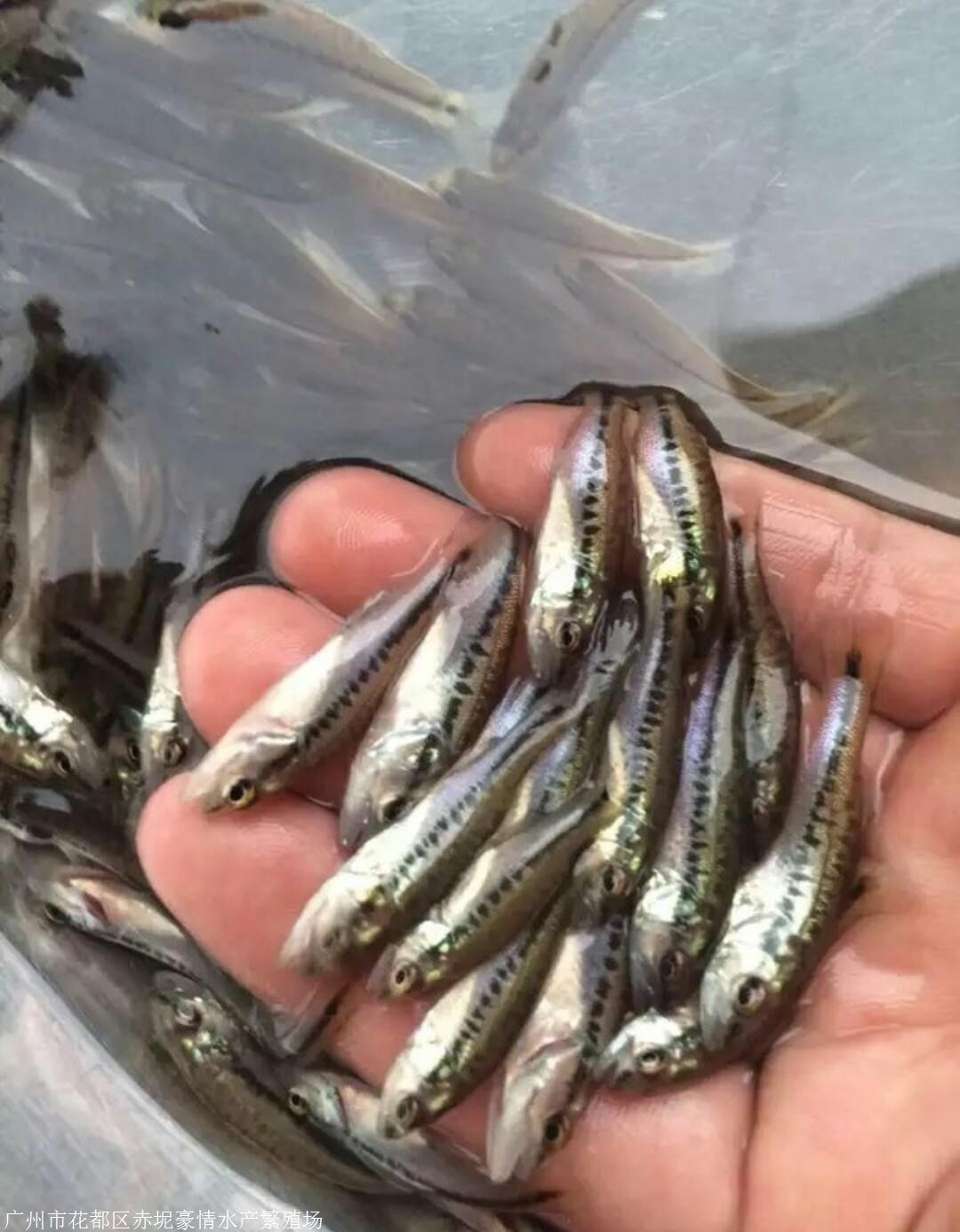 特优鲈鱼苗批发 加州鲈鱼苗价格 大口黑鲈鱼养殖