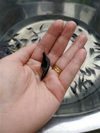 淡水，鳜鱼苗 广西桂花鱼养殖 
