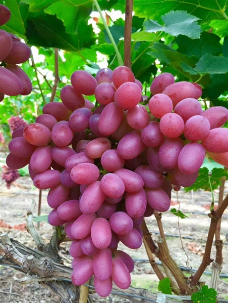 吉林出售金紅娃葡萄苗 黑龍江出售茉莉香葡萄苗
