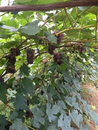 着色香葡萄苗膨大剂 无核剂 出售茉莉香葡萄苗沾花药