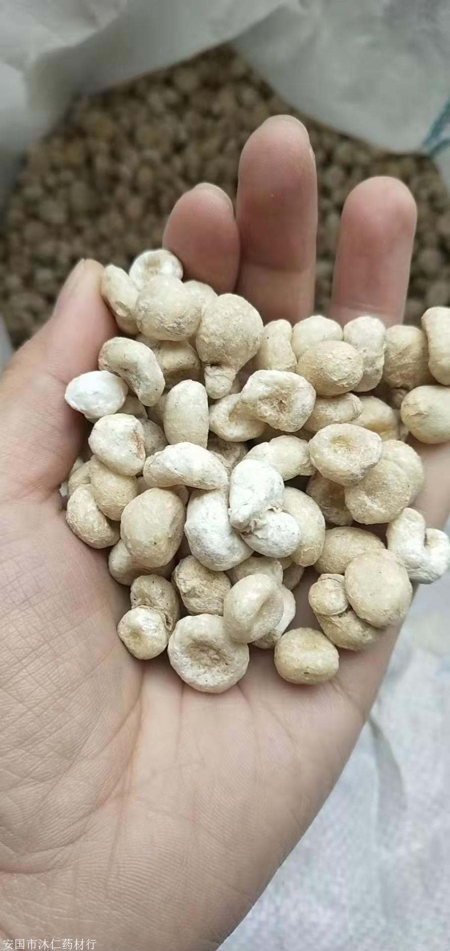 批发七叶一把伞a七叶一把伞使用禁忌a七叶一把伞有价值评估