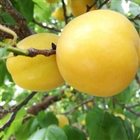 杏树苗新品种香蜜杏树苗批发