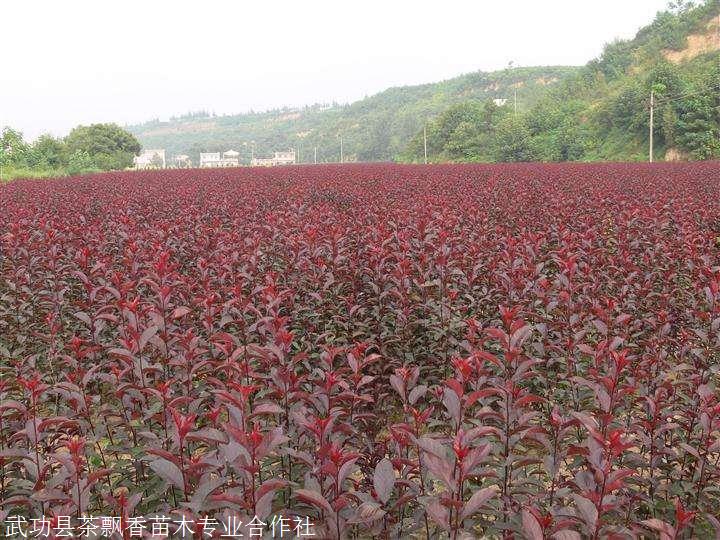 紫叶矮樱小苗价格(紫叶矮樱小苗价格多少)