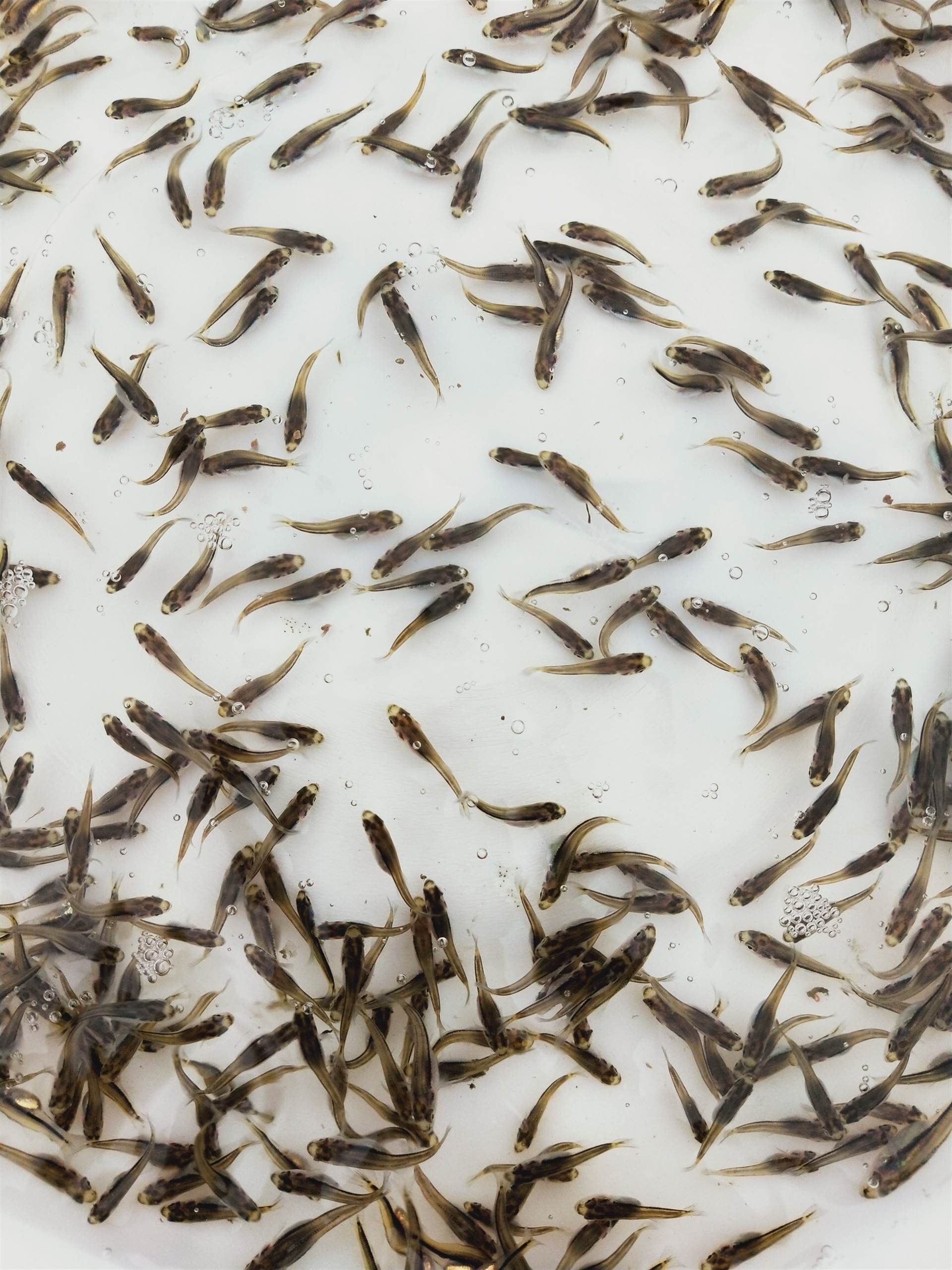 加州鲈鱼苗基地直销 一手货源 鲈鱼水花 优鲈一号鱼苗 驯化饲料苗