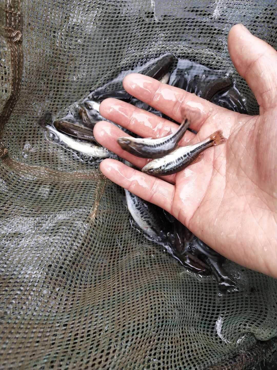 淡水加州鲈鱼苗批发 大口黑鲈优鲈1号鱼苗 活体养殖鱼场直供