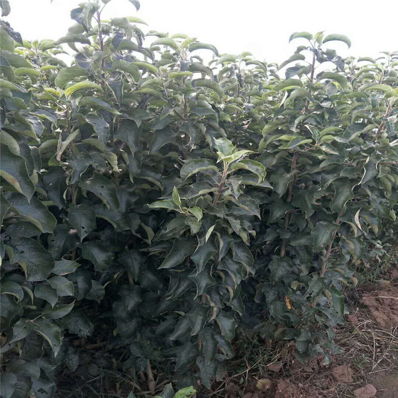 1年的红肉苹果苗真实报价 红色之爱苹果苗批发价格