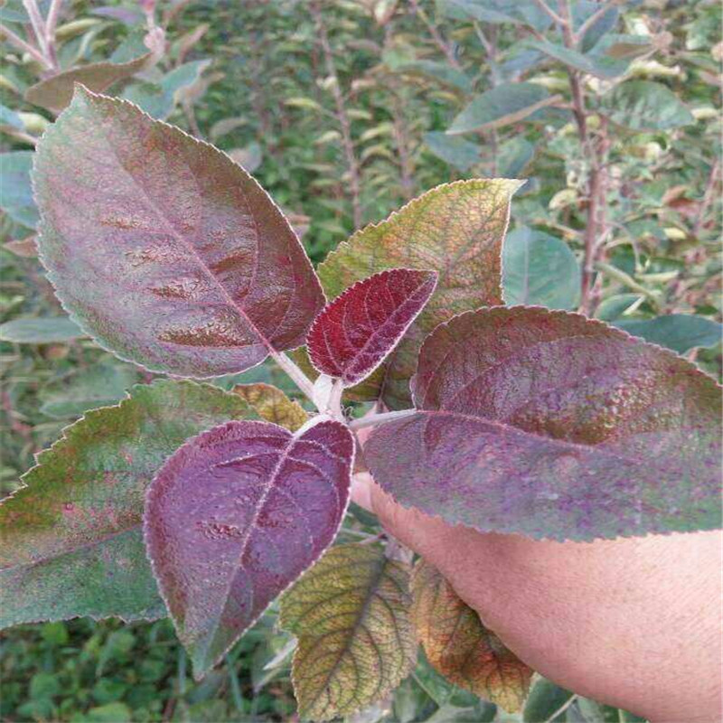 红肉苹果苗
