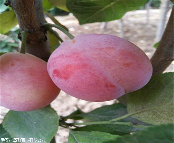 魁红李子苗价格行情