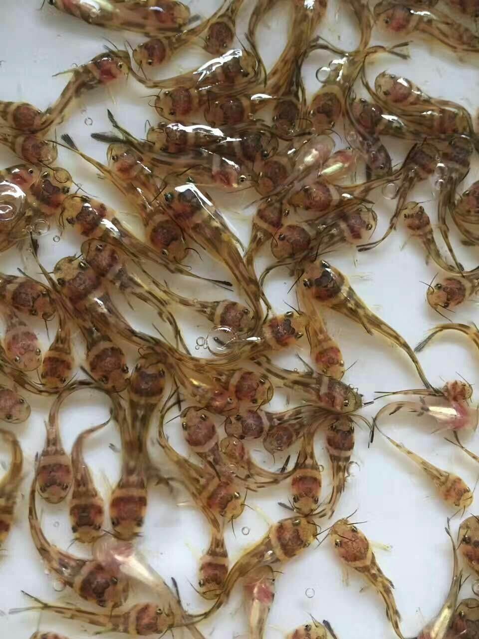 黄辣丁鱼苗批发