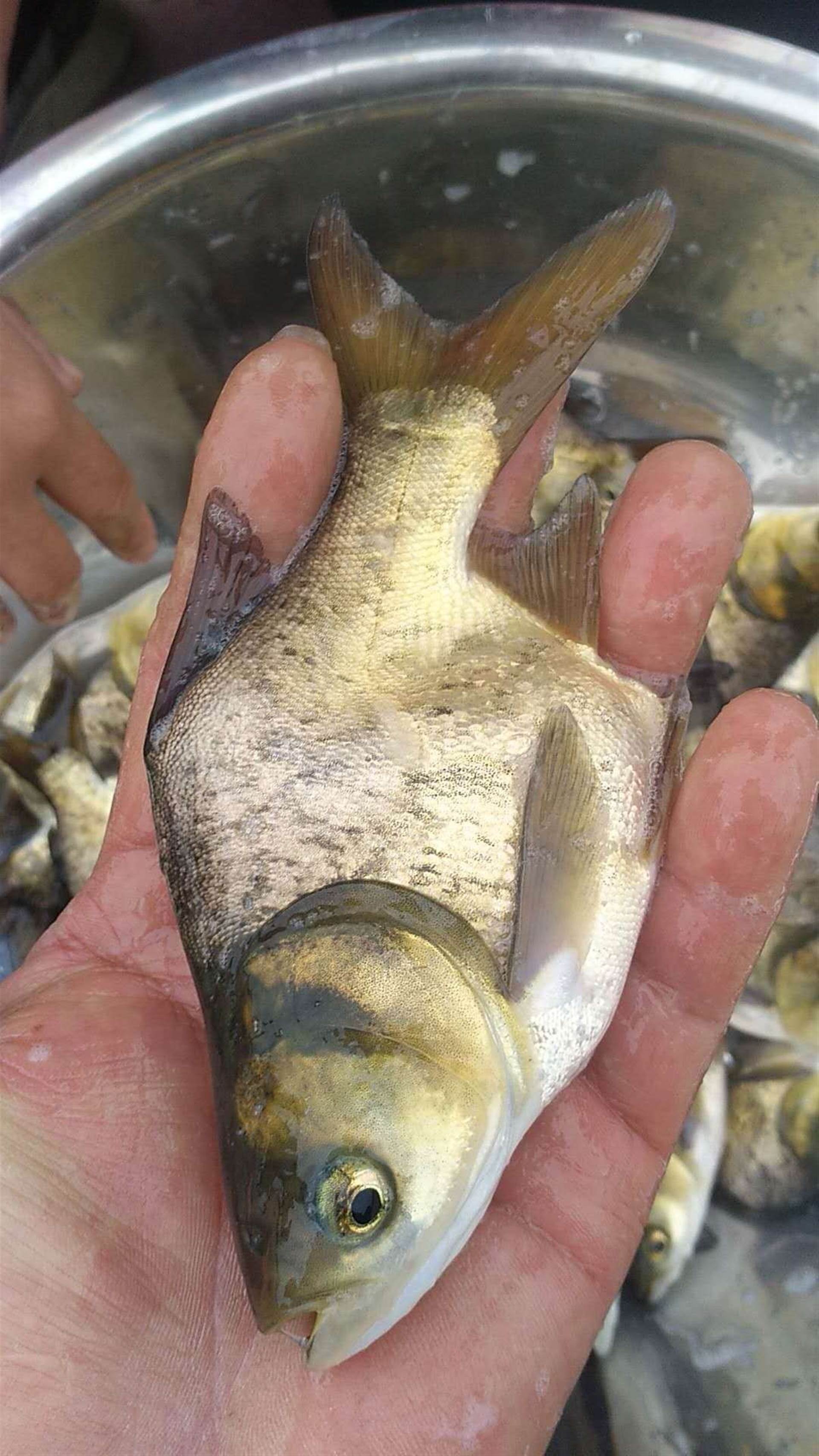 澳渔水产缩骨大头鱼苗自产自销