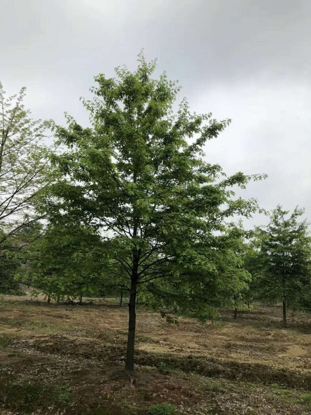 柳叶栎柳叶栎价格2019年柳叶栎柳叶栎价格表