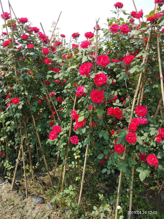 大红袍月季苗价格 藤本月季基地供应