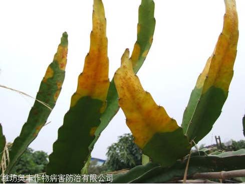 火龙果低温冻害怎么办如何安全越冬防治方案农药溃腐灵多少钱