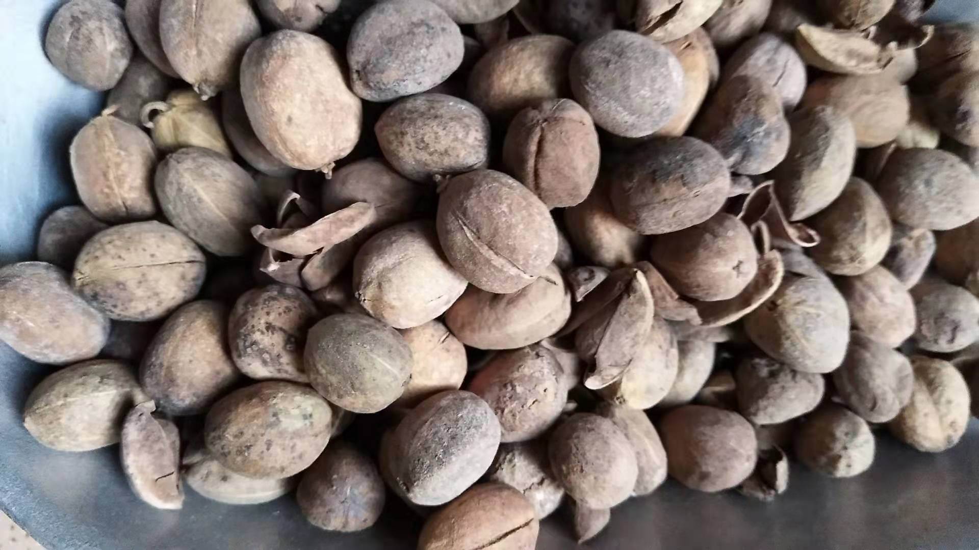 南蛇风的功效 南蛇风的价格