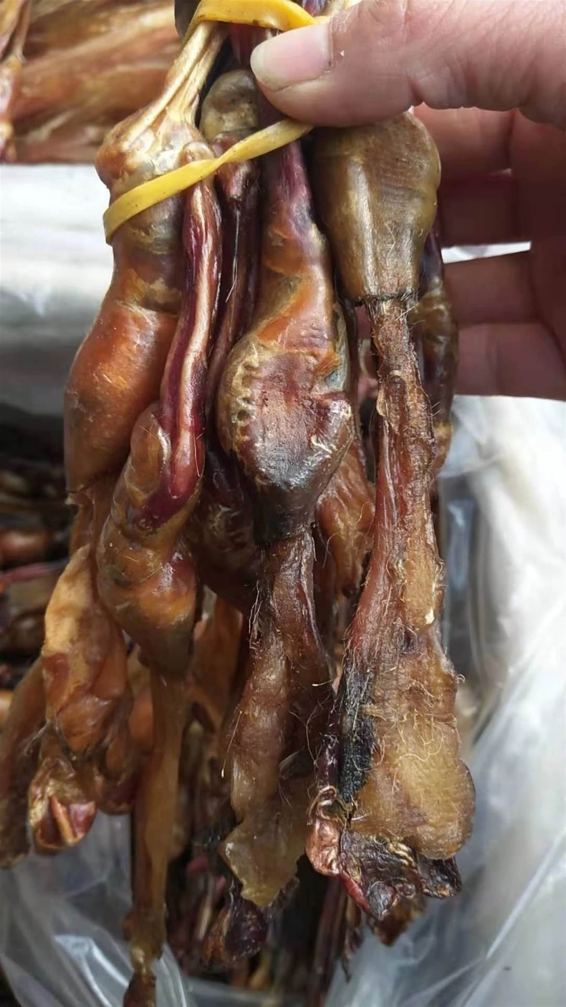 供应中药材狗鞭 狗鞭哪里有卖