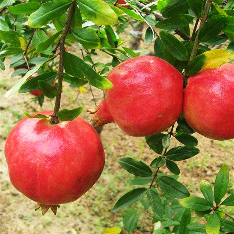 牡丹花石榴树对土壤的要求4公分石榴树价格