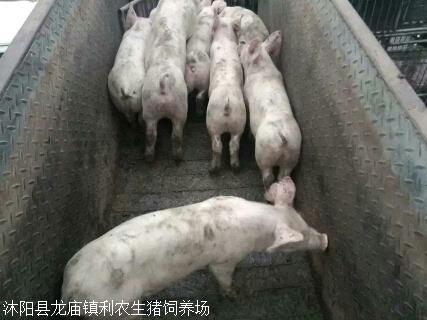 自愿助残服务优异事例 杭州市上城区弯湾保管中心《弯湾爱日子社会交融同享体项目