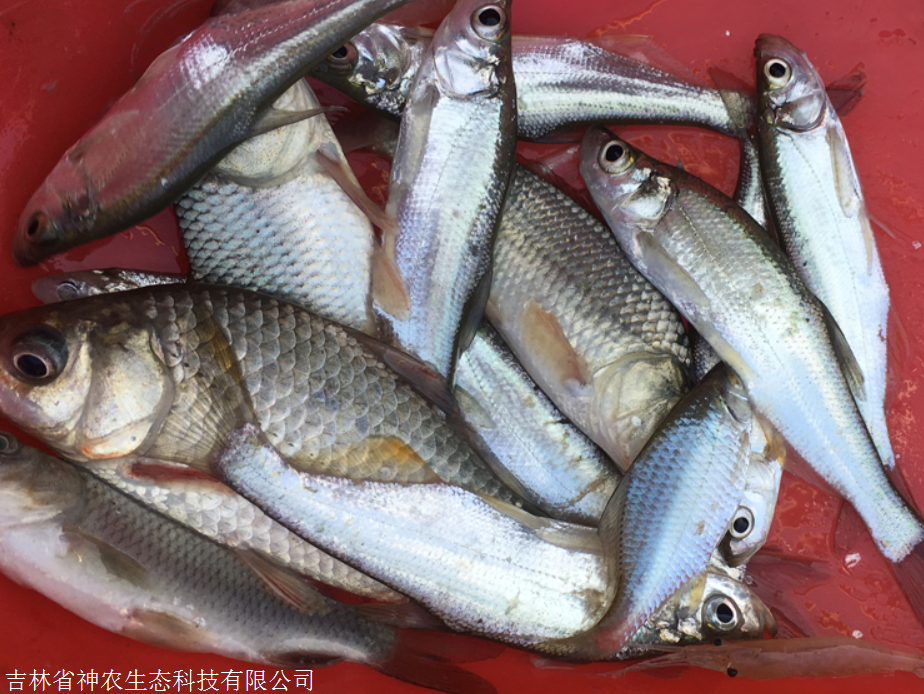 麦穗鱼活体批发麦穗鱼批发市场哪里有麦穗鱼市场价多少钱一斤