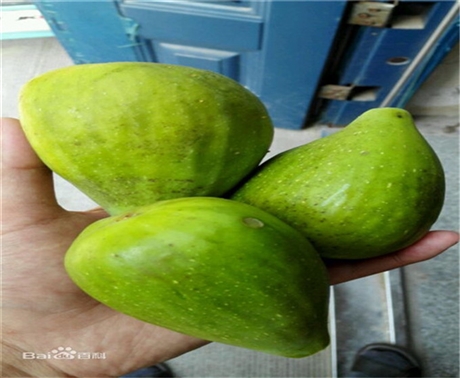 金早无花果苗销售