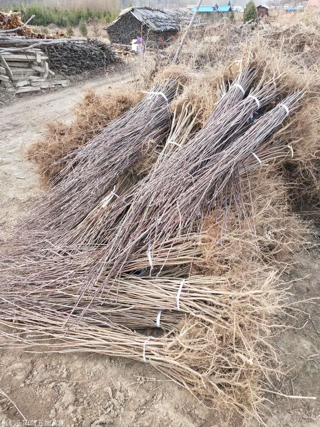 花楸苗价格 辽宁花楸苗 花楸树苗圃地直销 百花花楸小苗