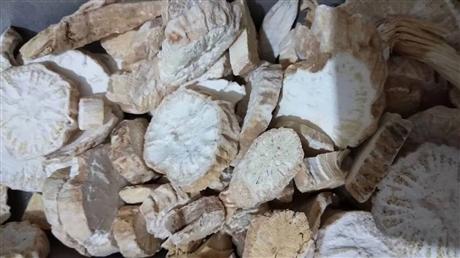 南蛇风的功效南蛇风的价格