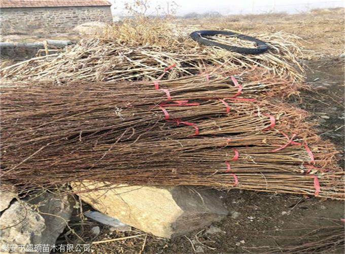 大扁杏树苗多少钱