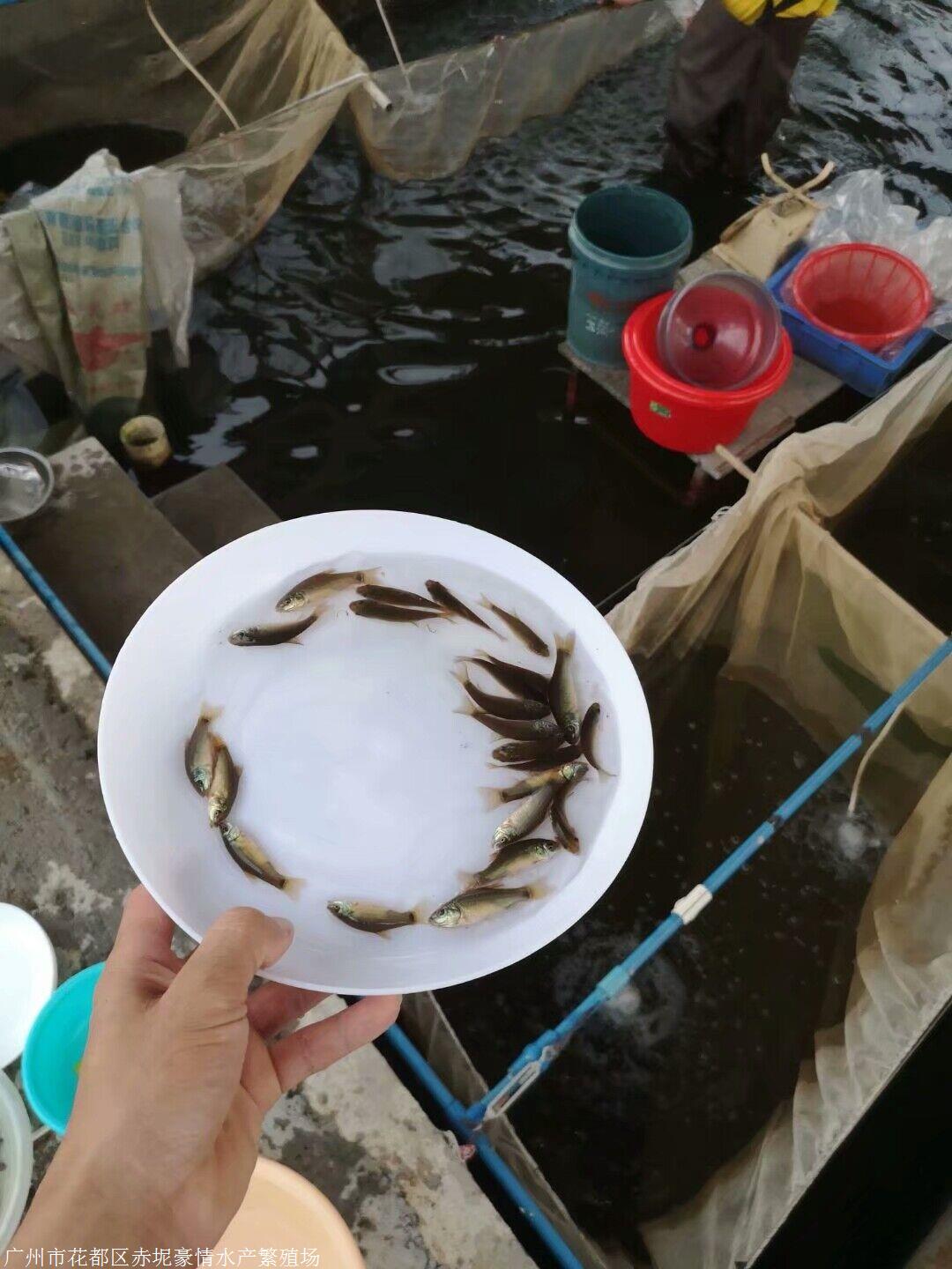 大量批發供應優質丁桂魚苗 豪情水產 廣東魚苗批發基地