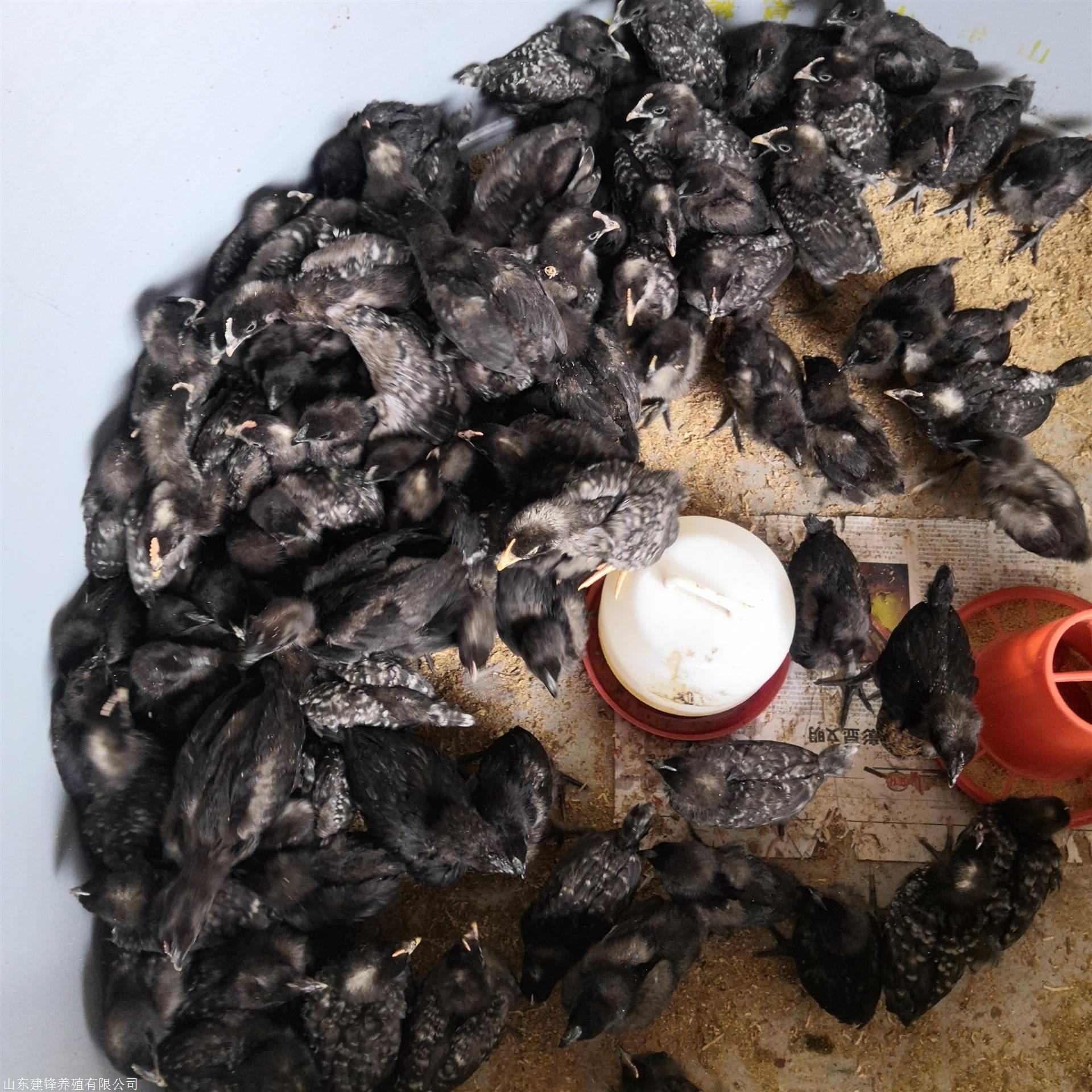 鸡苗孵化场销售芦花鸡苗绿壳蛋鸡苗红玉鸡苗贵妃鸡苗