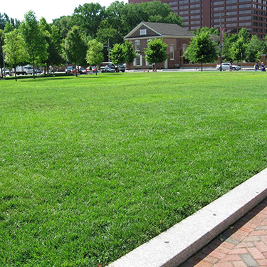 草坪种子 美国矮生四季青草籽 耐寒耐旱耐高温