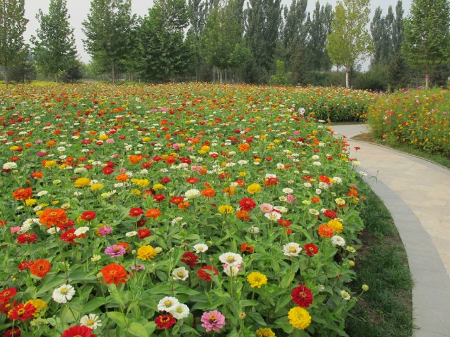 四季野花组合混色花种子多年生