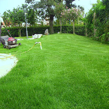 草坪种籽果岭草 厂家直供进口果岭草草籽 果岭草种子多少钱一斤