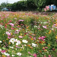 野花组合草花种籽批发 园林庭院花海打造花籽