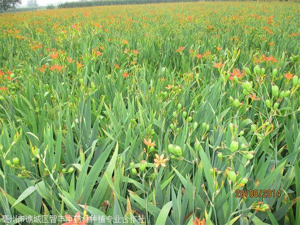 陕西射干适合那些地区