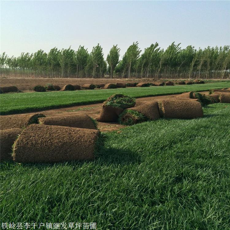 开春大量供应 黑麦草 绿化草皮 四季青草坪 品质好草