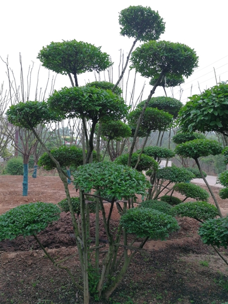 河南苗木造型树制作用什么树种