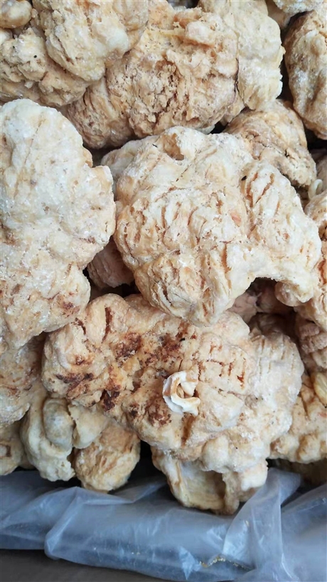 优质南蛇风出售南蛇风的作用