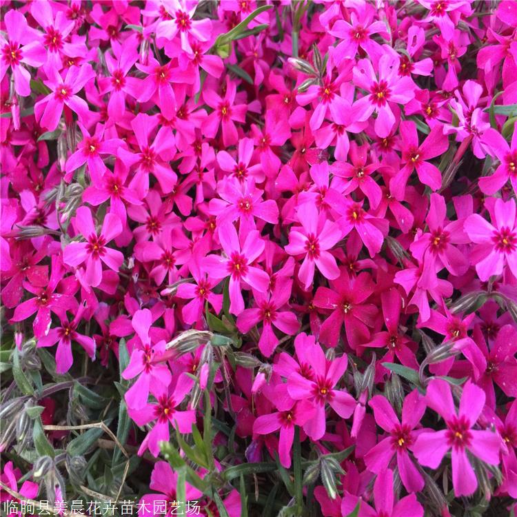 湖北福禄考花苗多年生草本植物成活率高花境美