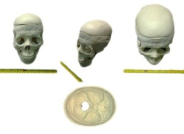 英国PI-医学人体头骨模型-原装进口头骨模体 展业达鸿总代理直供