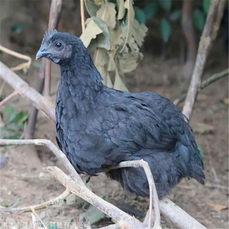 育种厂家供应东乡绿壳蛋鸡 运输包活