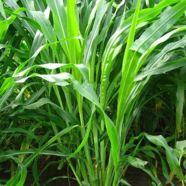 直销墨西哥玉米草 牧草四季 牛羊吃的草种 量大优惠