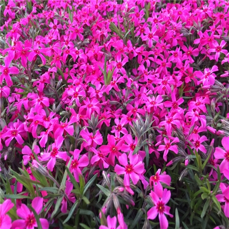 货源供应福禄考花苗 多年生矮小草本 时令草花