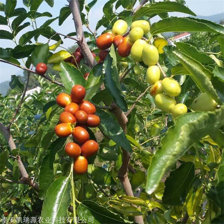 冬枣枣树苗泰安枣树苗基地批发价格