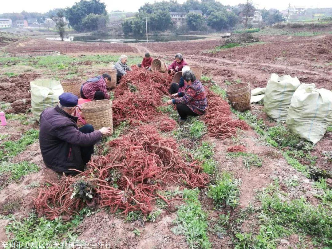 丹参苗优选及种植技术