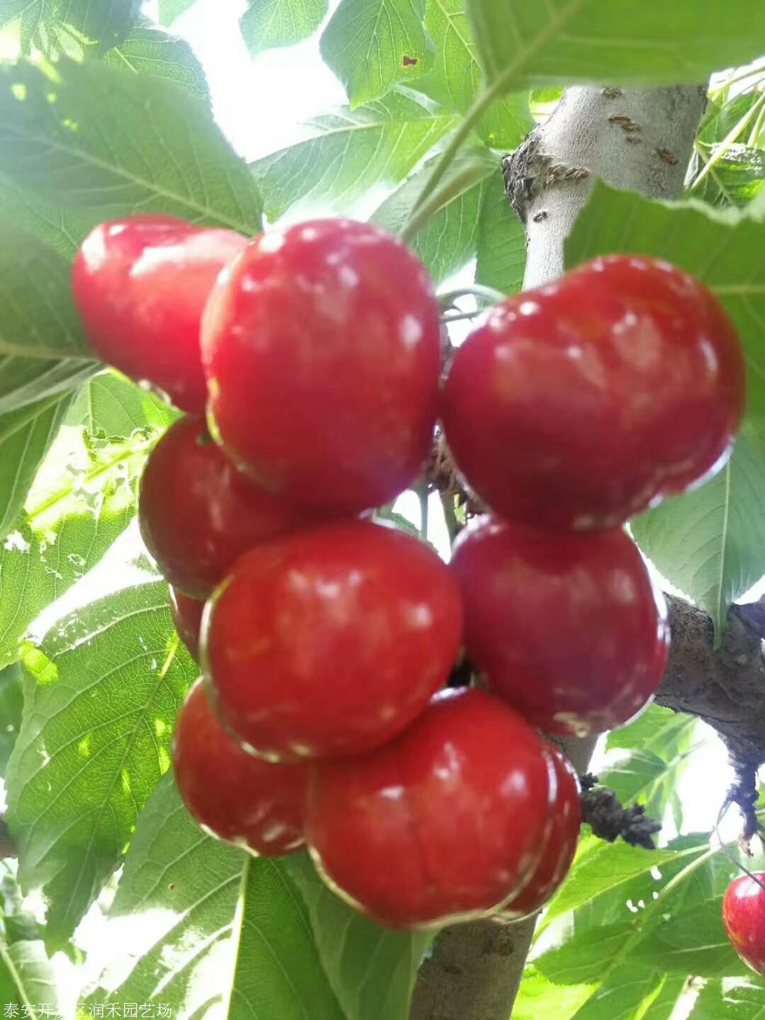 红南阳樱桃苗简介