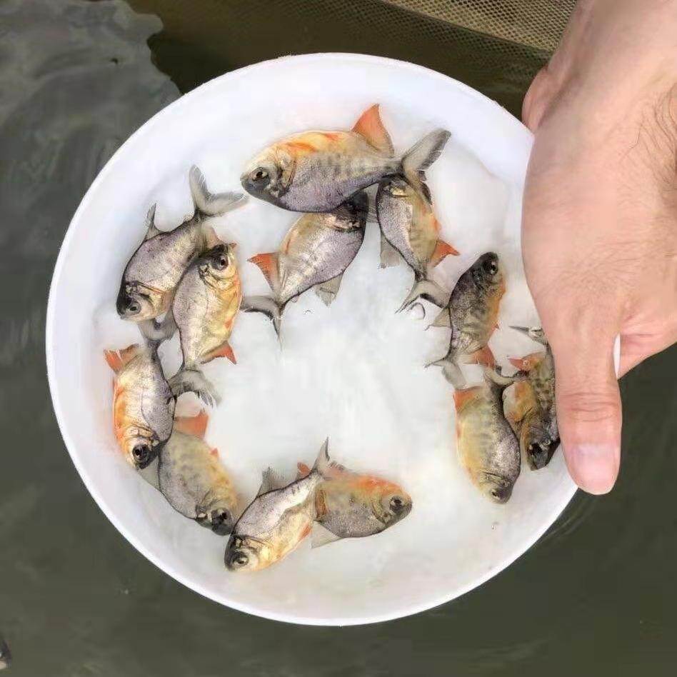 白鲳鱼-白鲳鱼价格/厂家/批发-澳渔水产养殖场