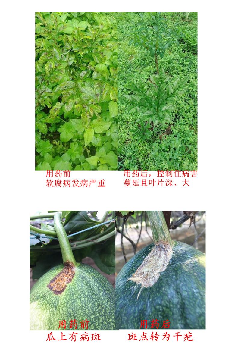 辣椒脐腐病怎样有效防治