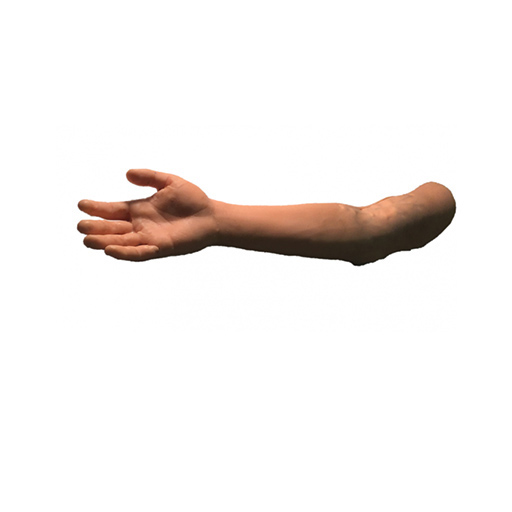 英国PI 医学人体手臂模型 展业达鸿代理直供-解剖学手臂模型